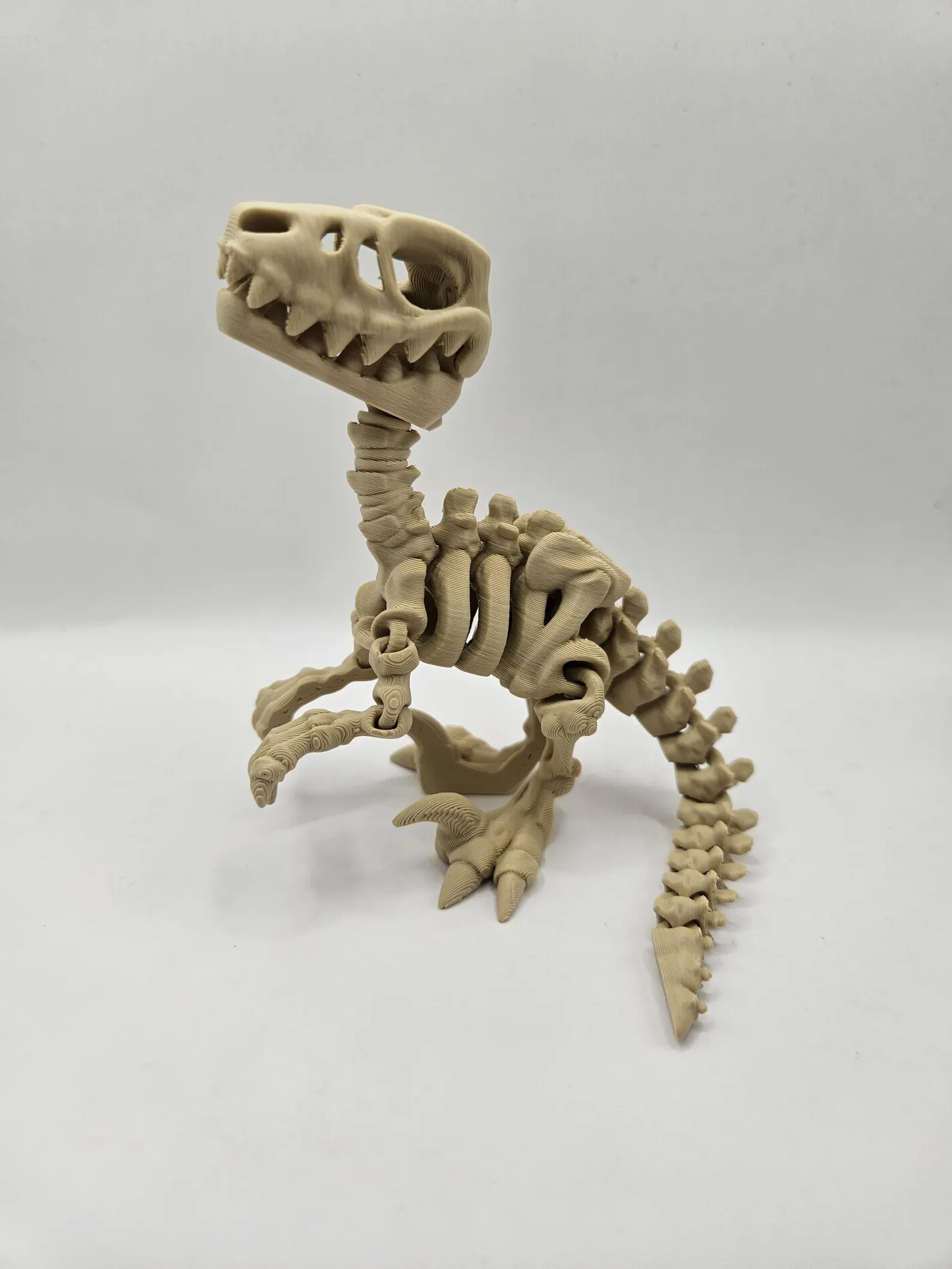 Skeleton Raptor - Image 2
