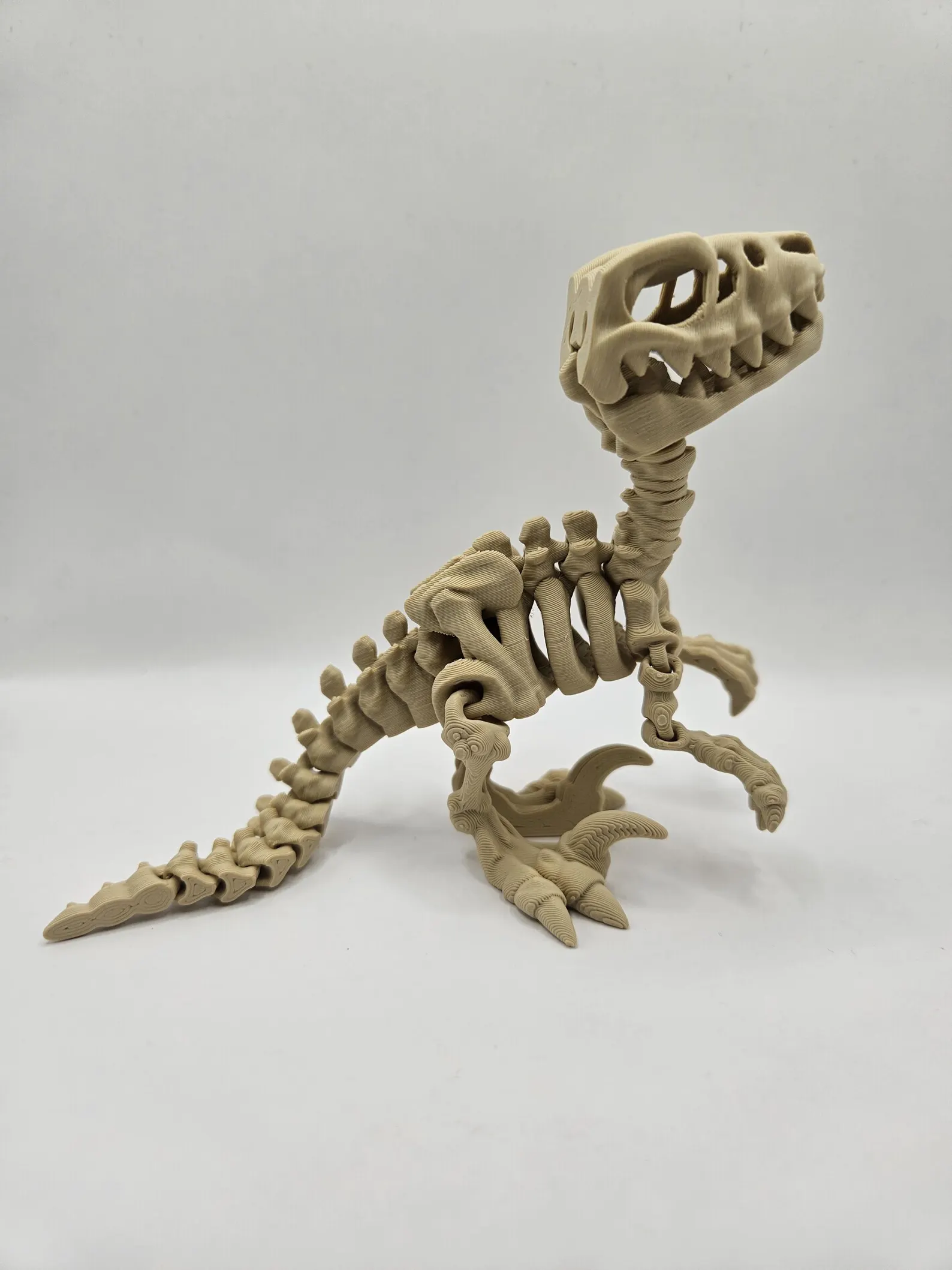 Skeleton Raptor - Image 3