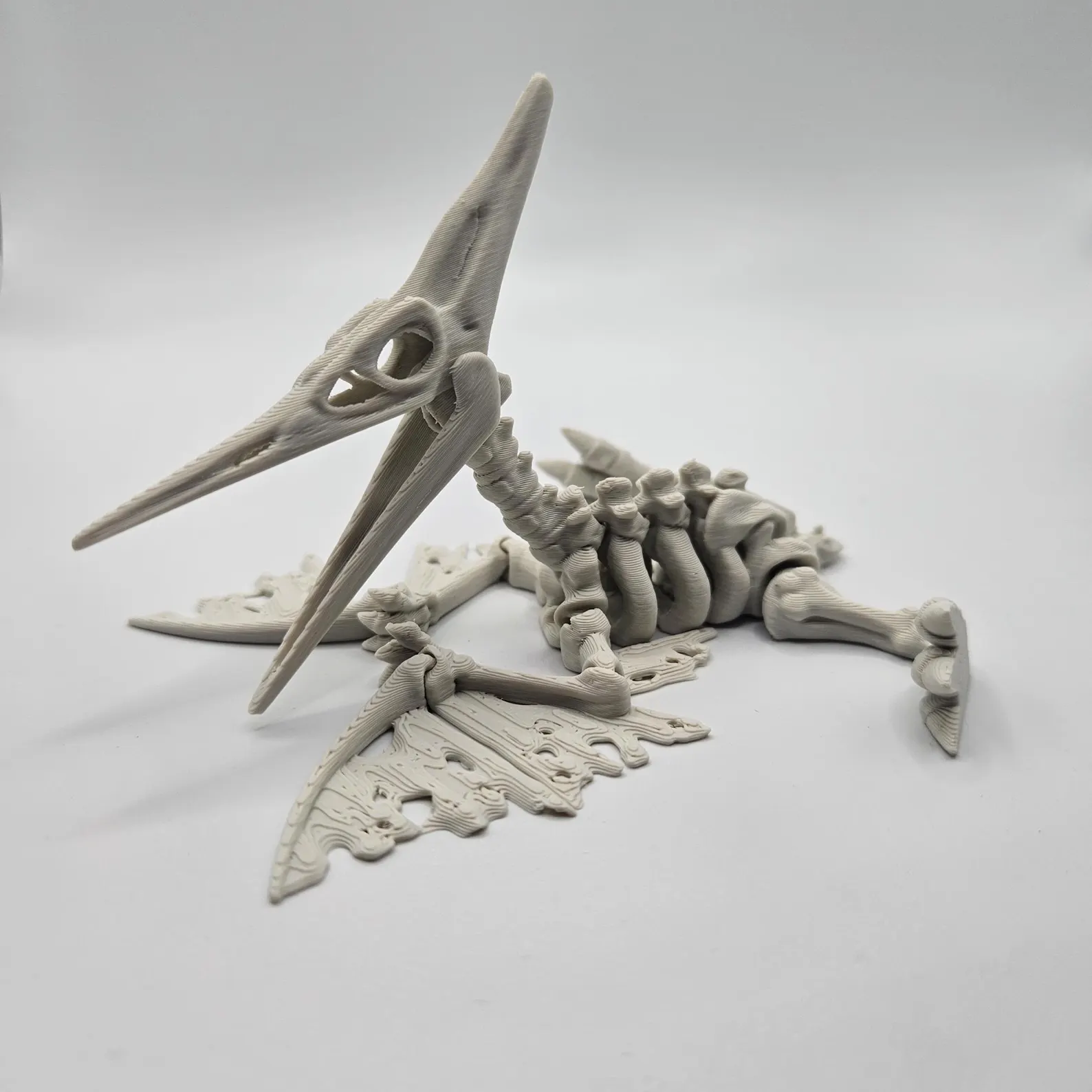 XXL Skeleton Pteranodon - Image 3